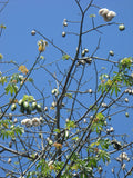 kapok seed pods bursting their bounty on the tree