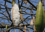 this is what sustainable kapok fiber looks like in its natural organic state