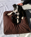 This young one wondered what all the fuss was about, then its owner bought the pillow
