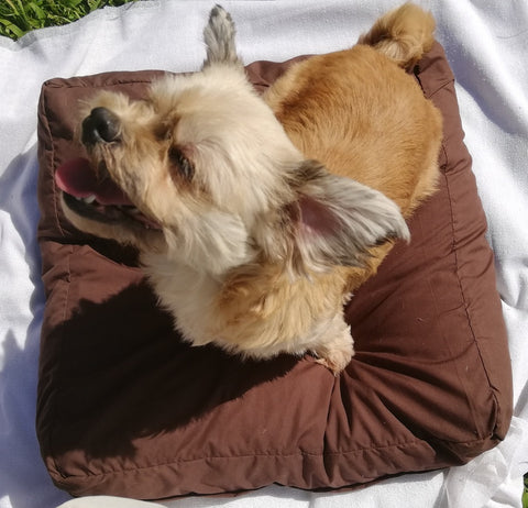 One happy toxin free dog